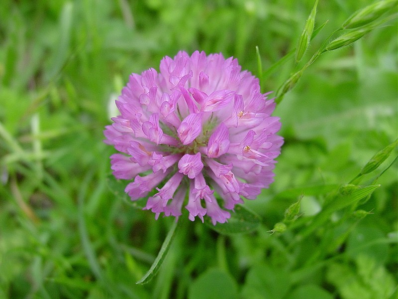 Trifolium pratense / Trifoglio dei prati